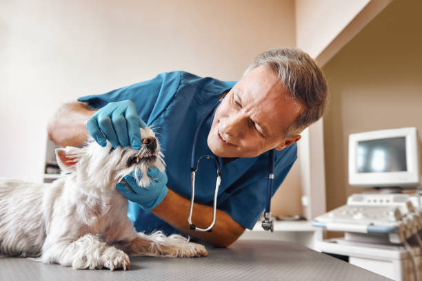 Best Pediatric Emergency Dentist in Dutch Island, GA